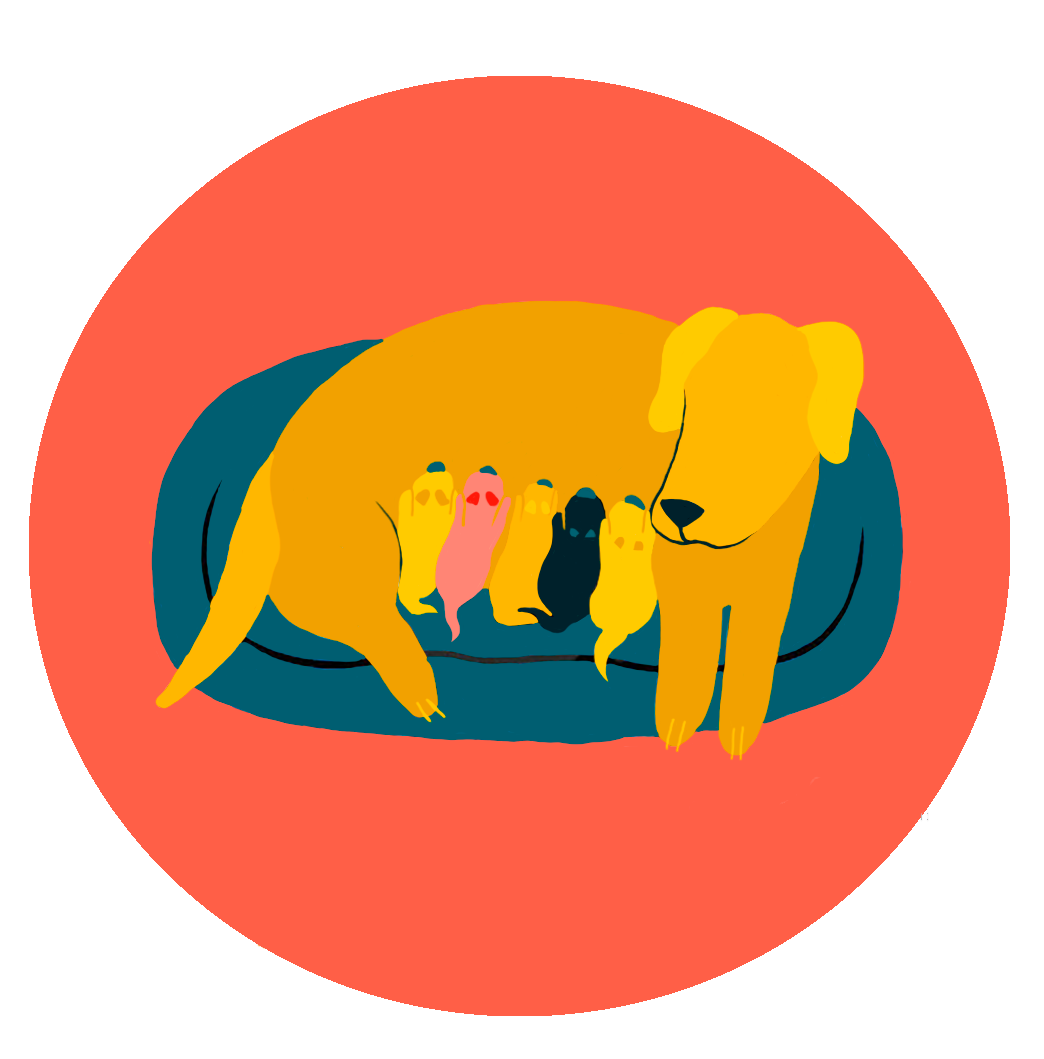 clinica-veterinaria-ginecologia-y-obstetricia